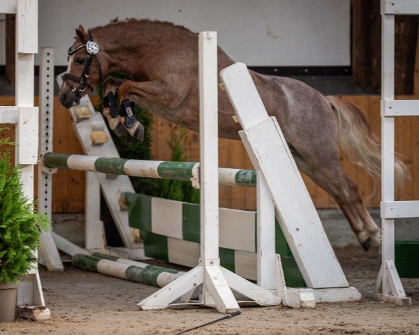 broodmare Minerva Cadivors Joy (Welsh mountain pony (SEK.A), 2019, from Brynseion Cadivor)