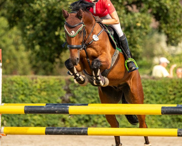 jumper Qualisé (German Sport Horse, 2013, from Quality Boy)
