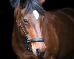 broodmare Smilla (German Riding Pony, 2005, from Hattrick)