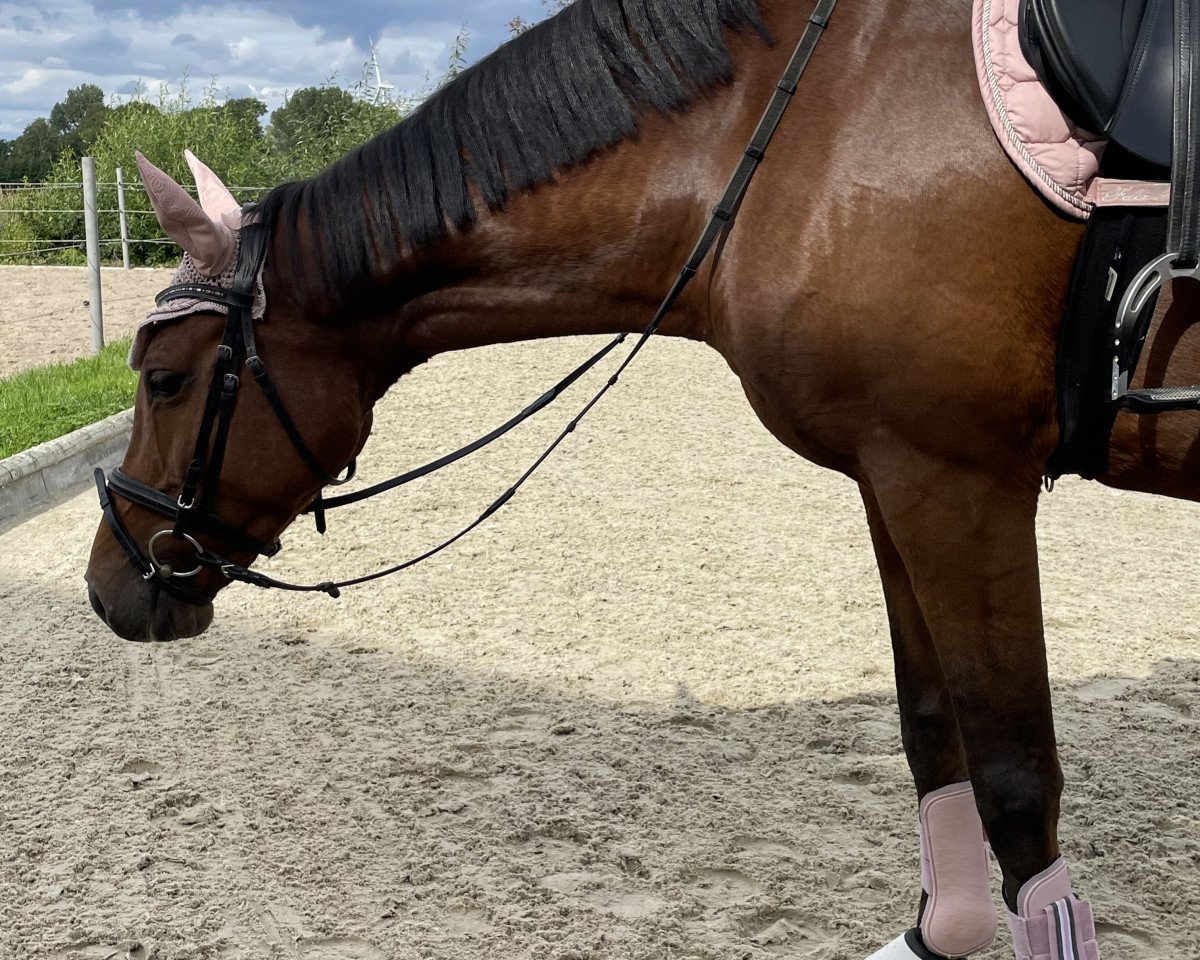 Springpferd Just Beauty's Wonderland (Holsteiner, 2016, von Chin Champ)