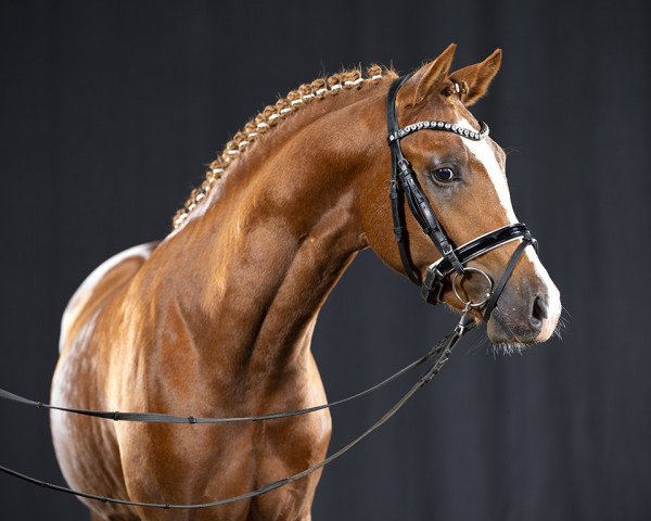 Dressurpferd Don Cesari (Deutsches Reitpony, 2019, von Tackmanns Don Alonso NRW)