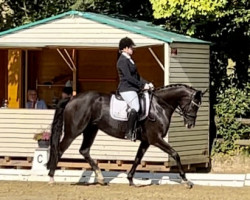 dressage horse French Honeymoon (Hanoverian, 2015, from Fantastic)