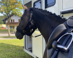 dressage horse Doolittle`s Eliza (Oldenburg, 2012, from Dr Doolittle 45)