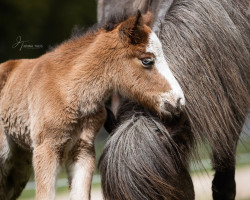 horse Andvari (Iceland Horse, 2023, from Glanni frá Hindisvík)