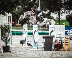 jumper Clinton's Edelbiene (Hanoverian, 2016, from Clinton's Heart)