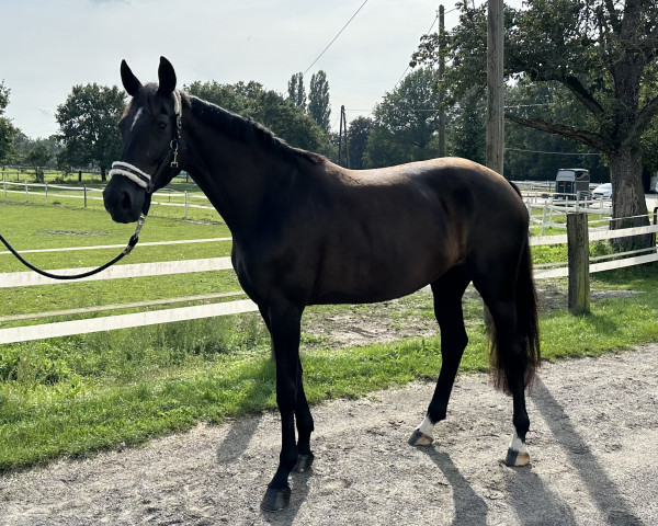 broodmare Lady Bellona - W (Oldenburg, 2019, from Belantis)