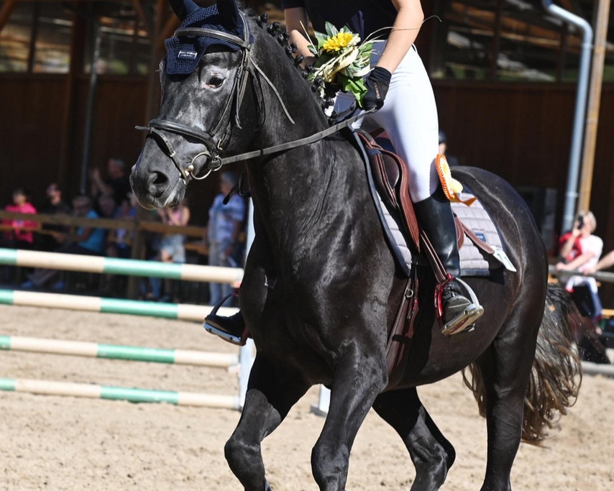 jumper Coupe Leonce (German Sport Horse, 2017, from Coupe Gold)
