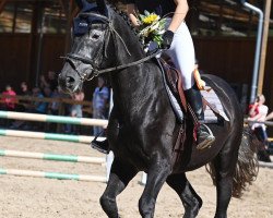 jumper Coupe Leonce (German Sport Horse, 2017, from Coupe Gold)