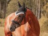 dressage horse Samira R 3 (Württemberger, 2013, from Birkhof's Sirtaki)