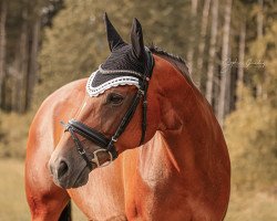 dressage horse Samira R 3 (Württemberger, 2013, from Birkhof's Sirtaki)