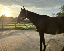 horse At Night Flash xx (Thoroughbred, 2015, from Zöllner xx)