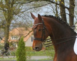 dressage horse Rania (Hannoveraner, 2006, from Rascalino)