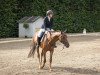 dressage horse Quinto 98 (Hanoverian, 2012, from Quando-Quando)