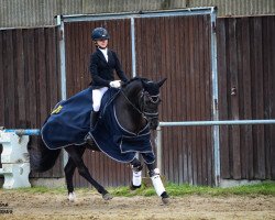 dressage horse Black Design S (German Riding Pony, 2012, from Black Power)