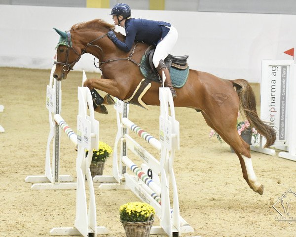 jumper Corlys 3 (German Sport Horse, 2015, from Corlani)