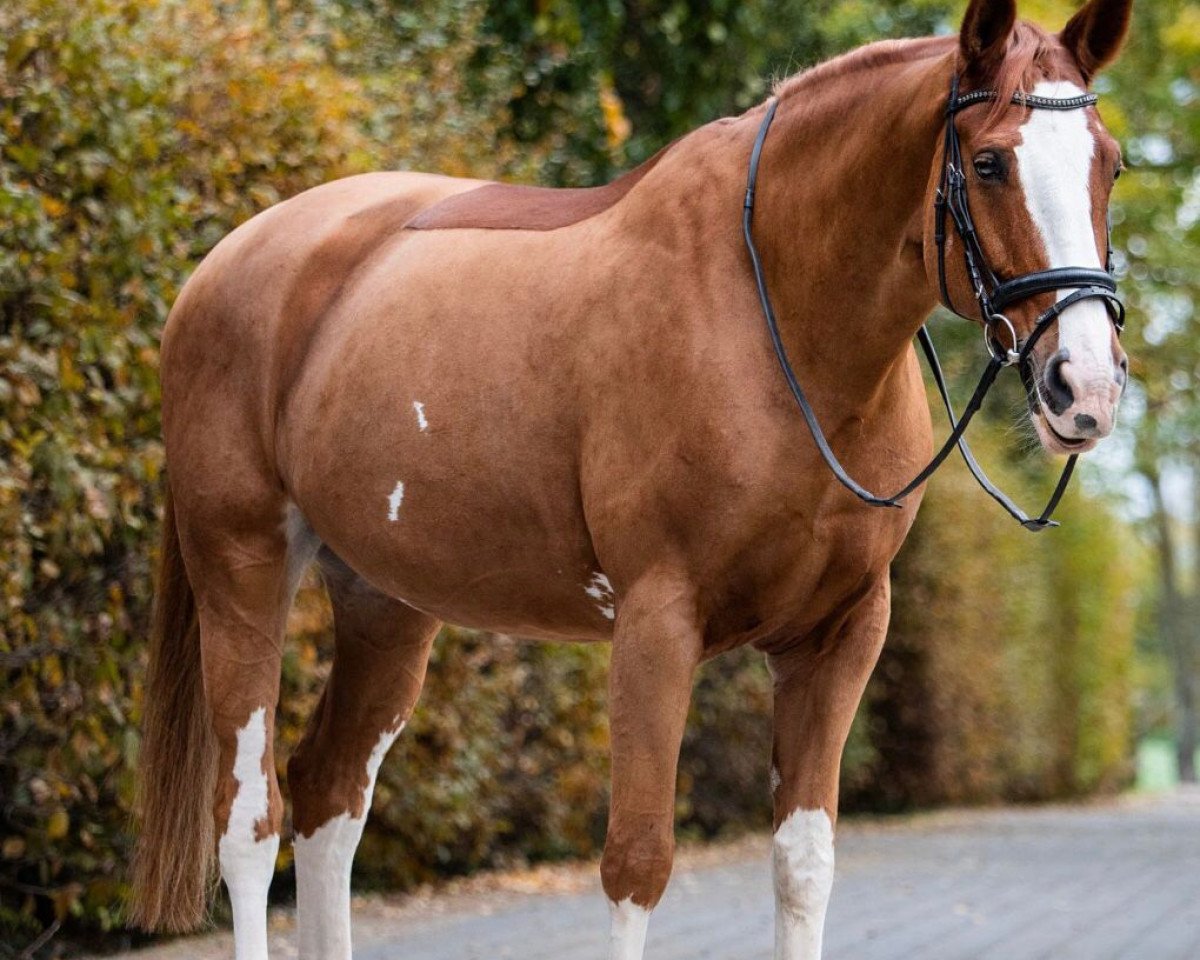 Springpferd Emily Erdbeere 2 (Hannoveraner, 2010, von Escudo I)