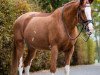 jumper Emily Erdbeere (Hanoverian, 2010, from Escudo I)