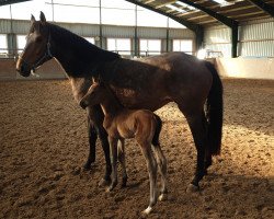 broodmare Batida Dance (Hanoverian, 2019, from Borsalino)