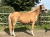 broodmare Golden Sunshine (German Riding Pony, 2002, from Golden Dandy)