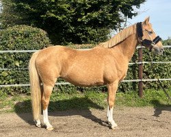 Zuchtstute Golden Sunshine (Deutsches Reitpony, 2002, von Golden Dandy)