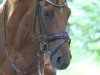 dressage horse Florissa la Rossa (Hanoverian, 2012, from Fuechtels Floriscount OLD)