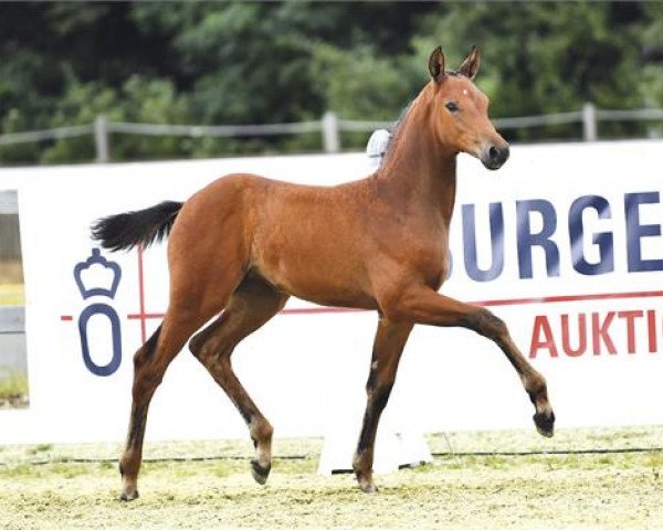 Dressurpferd Stute von Bonds / Stalypso (Oldenburger, 2023, von Bonds)