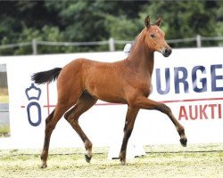 dressage horse Stute von Bonds / Stalypso (Oldenburg, 2023, from Bonds)