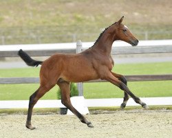 Springpferd Hengst von Tangelo van de Zuuthoeve / Contendro I (Oldenburger Springpferd, 2022, von Tangelo van de Zuuthoeve)