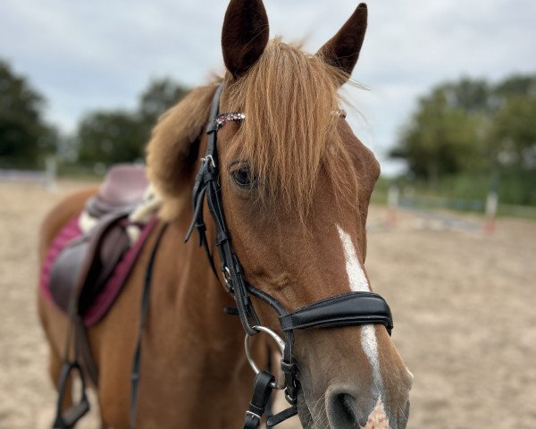 Pferd Candy (Deutsches Reitpony, 2002, von Conde)