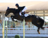 jumper Ninja Jw van de Moerhoeve (Belgian Warmblood, 2013, from Elvis Ter Putte)