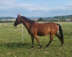 horse LENNY 2018 (Lipizzaner, 2019, from Siglavy)