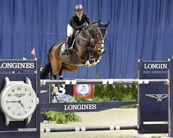 jumper Gaston van T Steentje (Belgian Warmblood, 2006, from Action-Breaker)