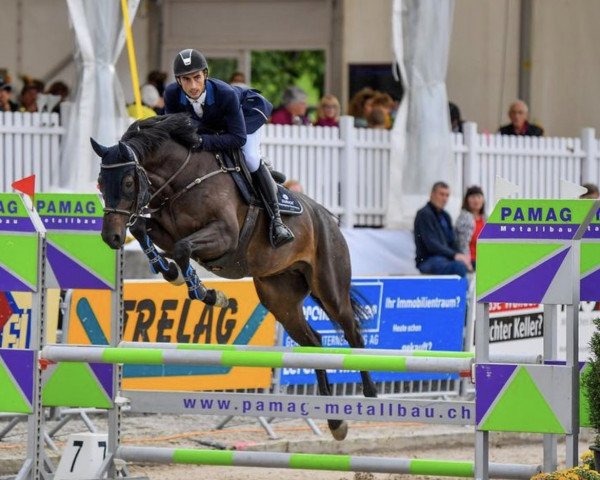 jumper Hickstead White Dream (Oldenburg show jumper, 2018, from Hickstead White)