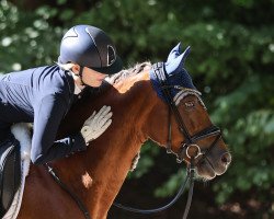 Dressurpferd Timms Pepe (Deutsches Reitpony, 2011, von Steendieks Prince of Glory)