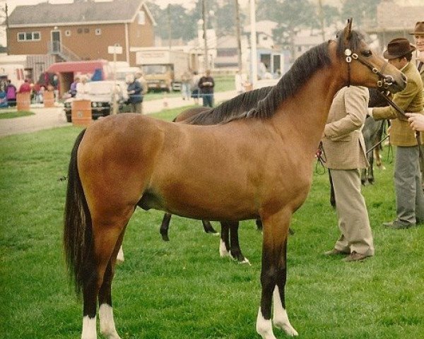 Deckhengst Rotherwood Aristotle (Welsh Pony (Sek.B), 1992, von Orielton Aristocrat)