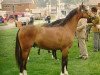 Deckhengst Rotherwood Aristotle (Welsh Pony (Sek.B), 1992, von Orielton Aristocrat)