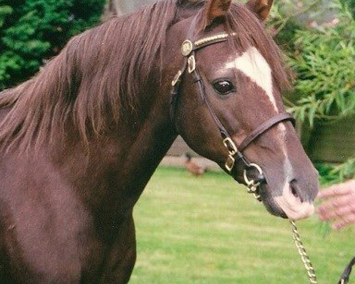 stallion Rotherwood State Occasion (Welsh-Pony (Section B), 1979, from Keston Royal Occasion)