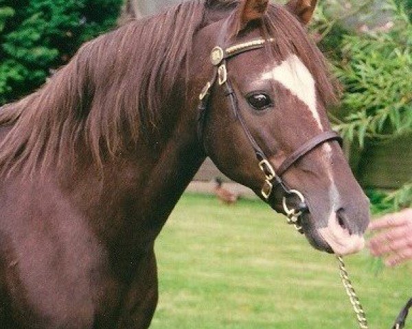 stallion Rotherwood State Occasion (Welsh-Pony (Section B), 1979, from Keston Royal Occasion)