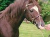 Deckhengst Rotherwood State Occasion (Welsh Pony (Sek.B), 1979, von Keston Royal Occasion)