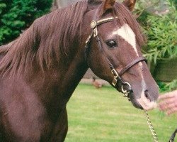 Deckhengst Rotherwood State Occasion (Welsh Pony (Sek.B), 1979, von Keston Royal Occasion)