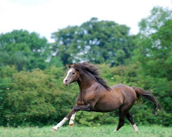 stallion Lemonshill Top Note (Welsh-Pony (Section B), 2002, from Soundley Taliesin)