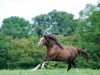 stallion Lemonshill Top Note (Welsh-Pony (Section B), 2002, from Soundley Taliesin)