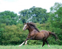 Deckhengst Lemonshill Top Note (Welsh Pony (Sek.B), 2002, von Soundley Taliesin)