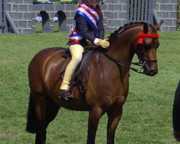 horse Rotherwood Rainmaker (British Riding Pony, 2007, from Rotherwood Peter Pan)
