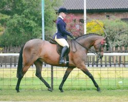 horse Rotherwood Peep 'o (British Riding Pony, 2004, from Strinesdale Matador)