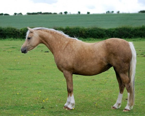 horse Rotherwood Golden Rose (Welsh-Pony (Section B), 2004, from Rotherwood Royal Gold)