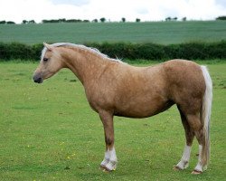 Pferd Rotherwood Golden Rose (Welsh Pony (Sek.B), 2004, von Rotherwood Royal Gold)