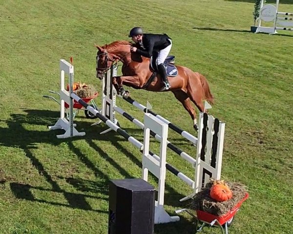 jumper Luigi O. (German Sport Horse, 2011, from Lafitte)