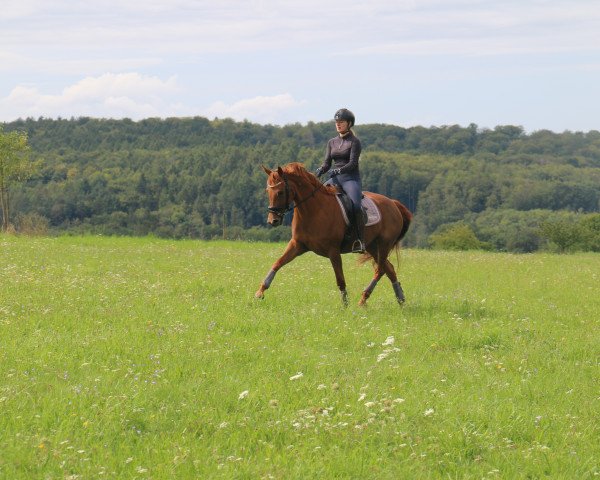 dressage horse Blind Date R (Hanoverian, 2019, from Bordeaux 28)