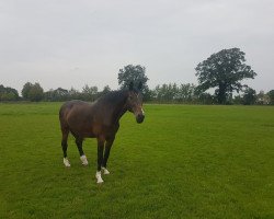 broodmare Nele V (Holsteiner, 1998, from Contender)